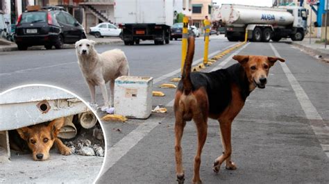 en perdos|perros en la calle.
